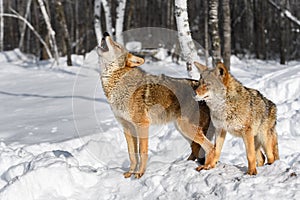 Coyotes (Canis latrans) Stand Together One Lifting Head to Howl Winter