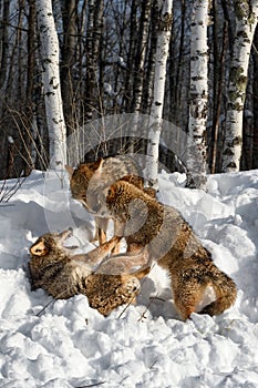 Coyotes (Canis latrans) Touch Noses While Third Snarls and Pushes Winter