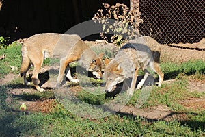 Coyotes exploring a grassy area near a fence in the afternoon sun, showcasing their natural behavior in a semi-wild photo