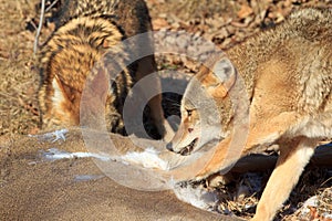 Coyotes feeding on deer carcass