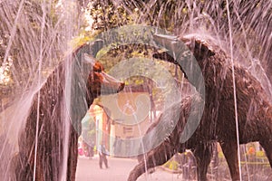 Coyotes fountain, emblem of coyoacan, in mexico city, mexico. V