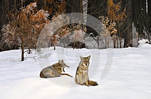 Coyotes resting in snow, Yosemite National Park