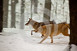 Coyotes running in snow