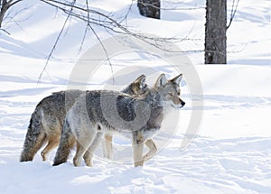 Two Coyotes (Canis latrans) walking and hunting in the winter snow in Canada