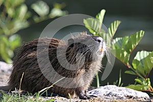 Coypu