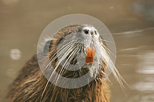 Coypu
