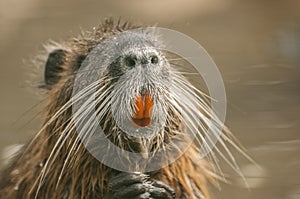 Coypu