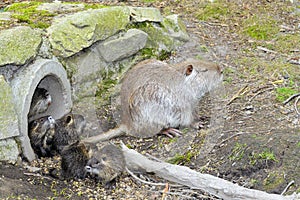 Coypu