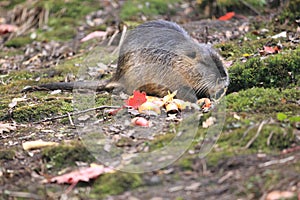 Coypu