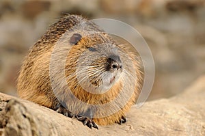 Coypu