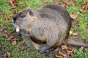 Coypu