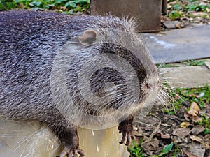 Coypu