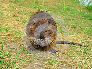 Coypu