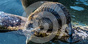 Coypu