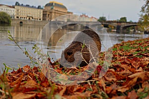 Coypu also called Nutria on the Riverside of Vltava River in Prague during Autumn