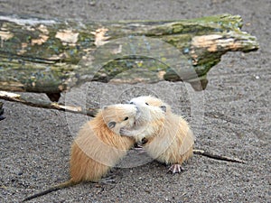 Coypu, also known as the nutria