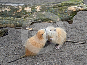 Coypu, also known as the nutria