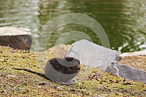 Coypu also known as nutria walking along along the bank of the lake.