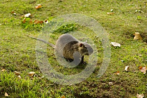 Coypu also known as the river rat or nutria