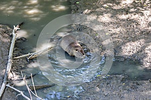 Coypu , also known as the river rat or nutria