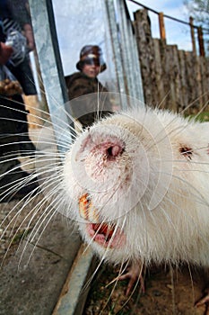 Coypu beaver rodent