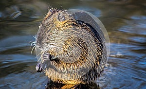 Coypu cleaning