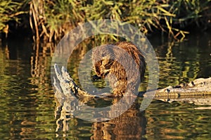 Coypu cleaning its forepaw