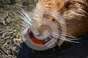 Coypu eating carrot