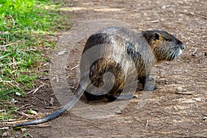 A coypu on the edge of a small path, Camargue, France