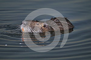 Coypu floating