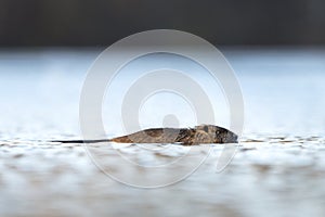 Coypu, mapudungun koypu, Europe.