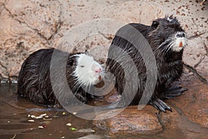 Coypu Myocastor coypus