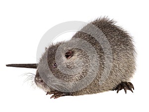 Coypu Myocastor coypus