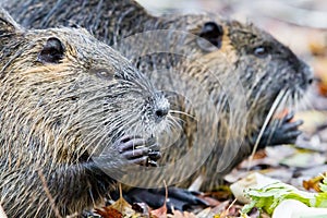 Coypu Myocastor coypus