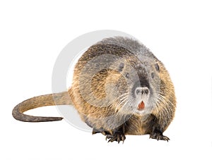 Coypu Myocastor coypus