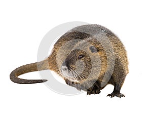 Coypu Myocastor coypus