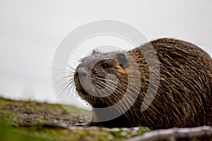 Coypu Myocastor coypus