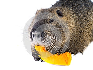 Coypu Myocastor coypus