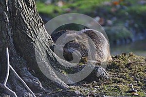 Coypu (Myocastor coypus)