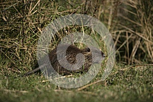 Coypu, Myocastor coypus