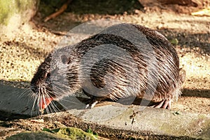 Coypu (Myocastor coypus)