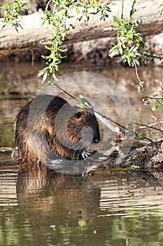 Coypu (Myocastor coypus)