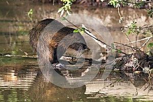 Coypu (Myocastor coypus)