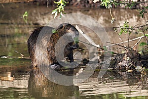 Coypu (Myocastor coypus)