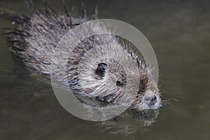 Coypu - Myocastor coypus