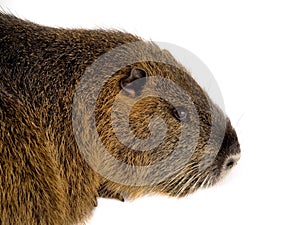 Coypu Myocastor coypus