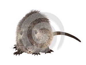 Coypu Myocastor coypus