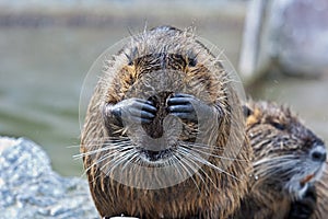 Coypu, Myocastor coypus, also known as river rat or nutria