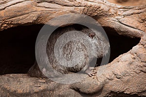 Coypu (Myocastor coypus), also known as the river rat or nutria.