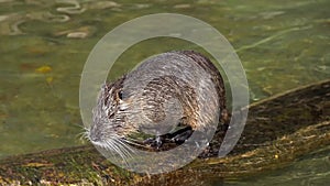 Coypu, Myocastor coypus, also known as river rat or nutria, is large, herbivorous